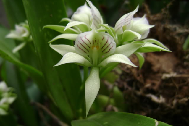 Prosthecheachacaoensis6.jpg