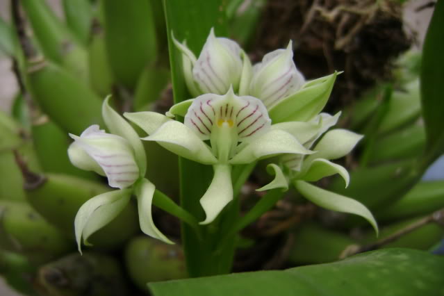 Prosthecheachacaoensis9-1.jpg