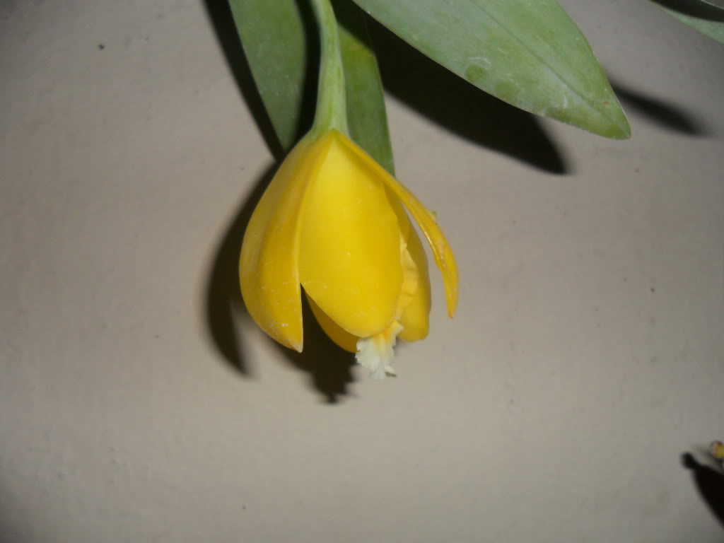 Prosthecheacitrinafloreando6.jpg