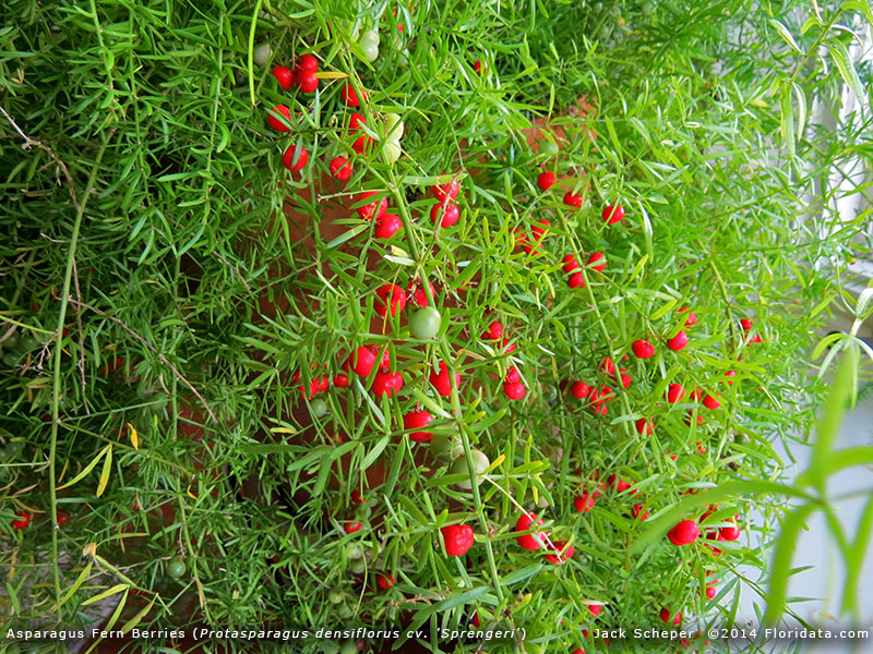 Protasparagus_densiflorus8a.jpg