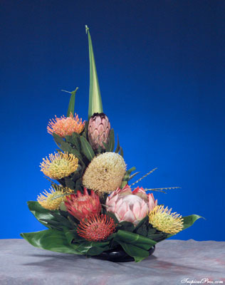 protea.jpg