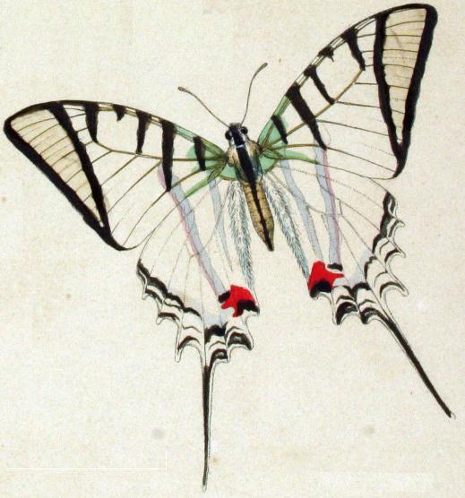 Protesilaus_macrosilaus_penthesilaus.JPG