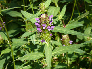 Prunella%2Bvulgaris.jpg