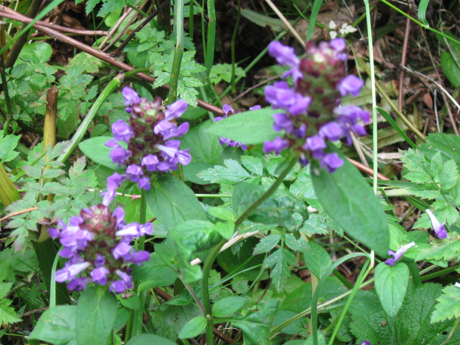 Prunella-vulgaris-2.jpg