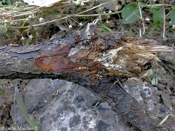 prunera-morta.jpg