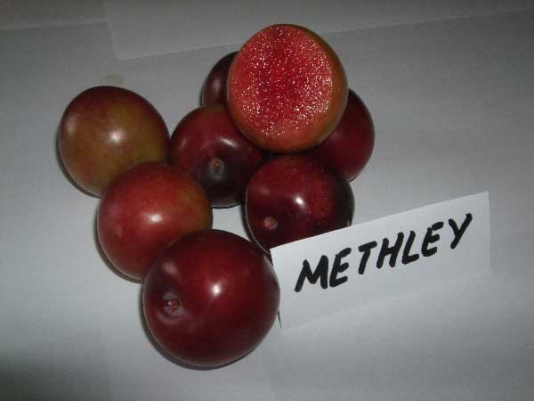 PRUNIER-metley-1269390129a.jpg