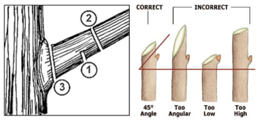 pruning-cuts.jpg