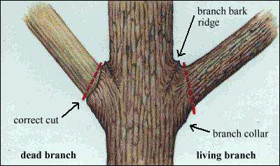 pruningcuts1.jpg