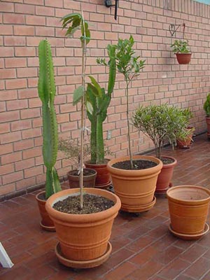 Pruno%2CTangerina%2CCroton%2C.jpg