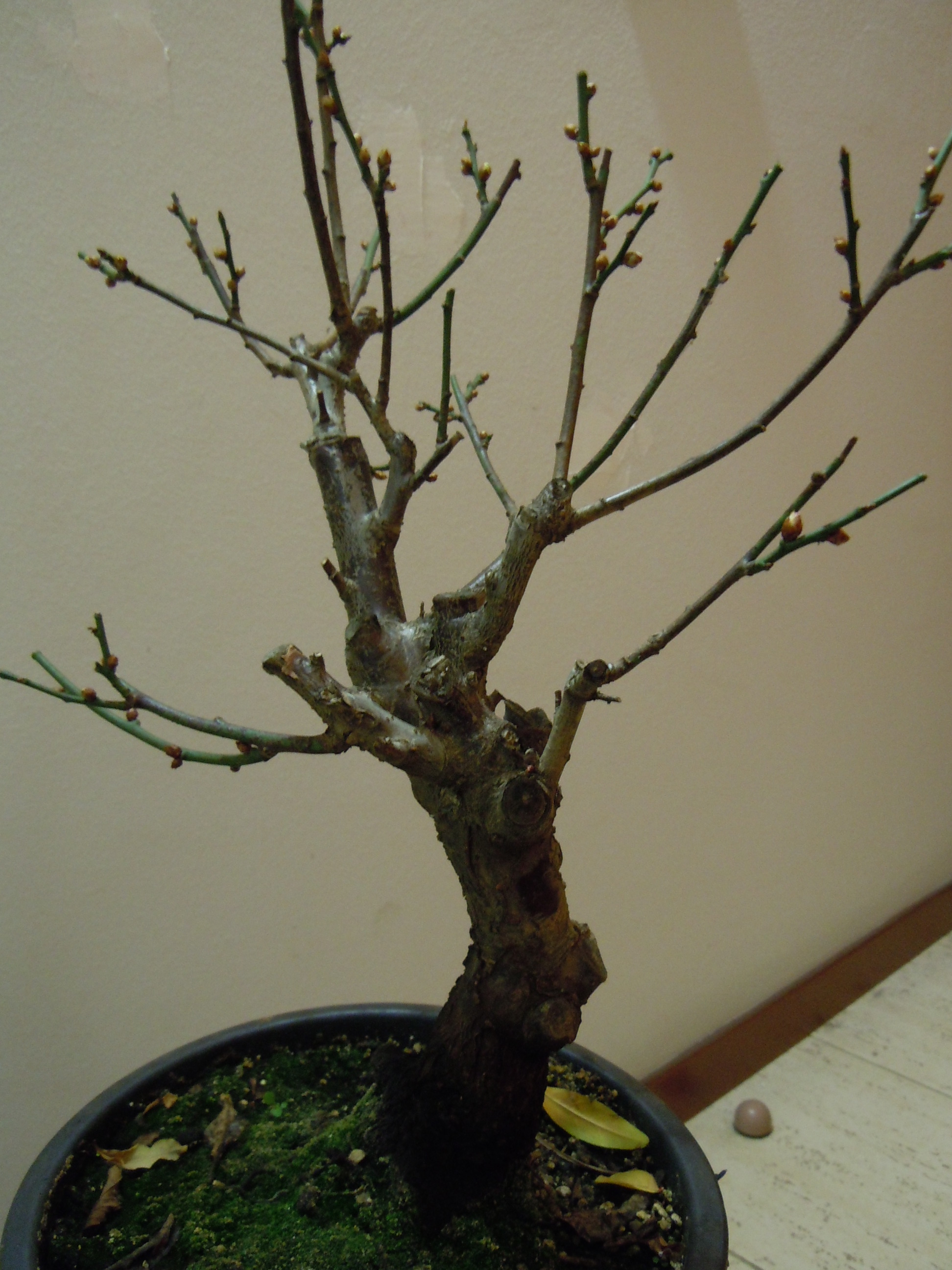 Prunus%20Mume1%202013%20(1).JPG