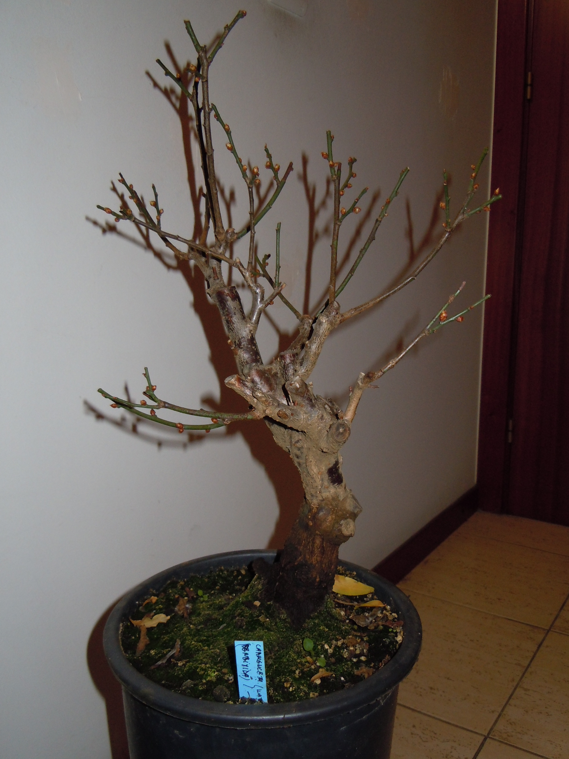Prunus%20Mume1%202013%20(2).JPG