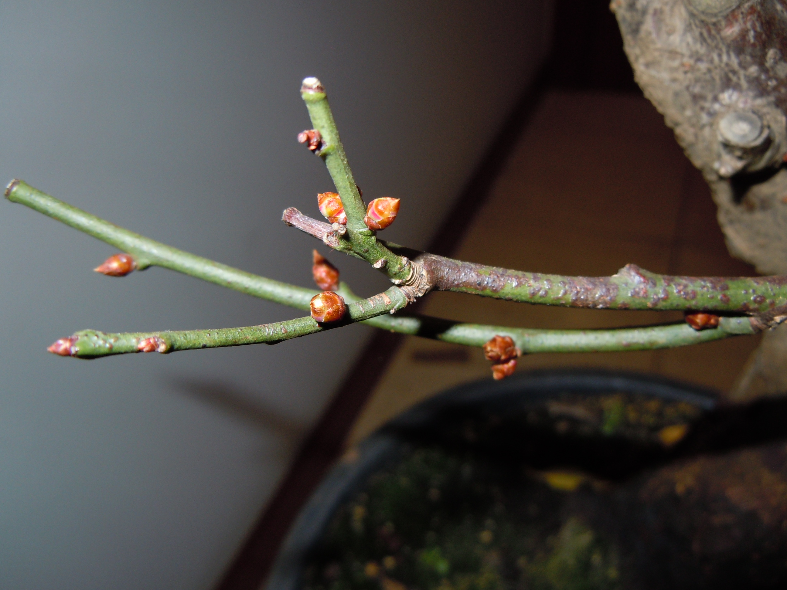 Prunus%20Mume1%202013%20(3).JPG