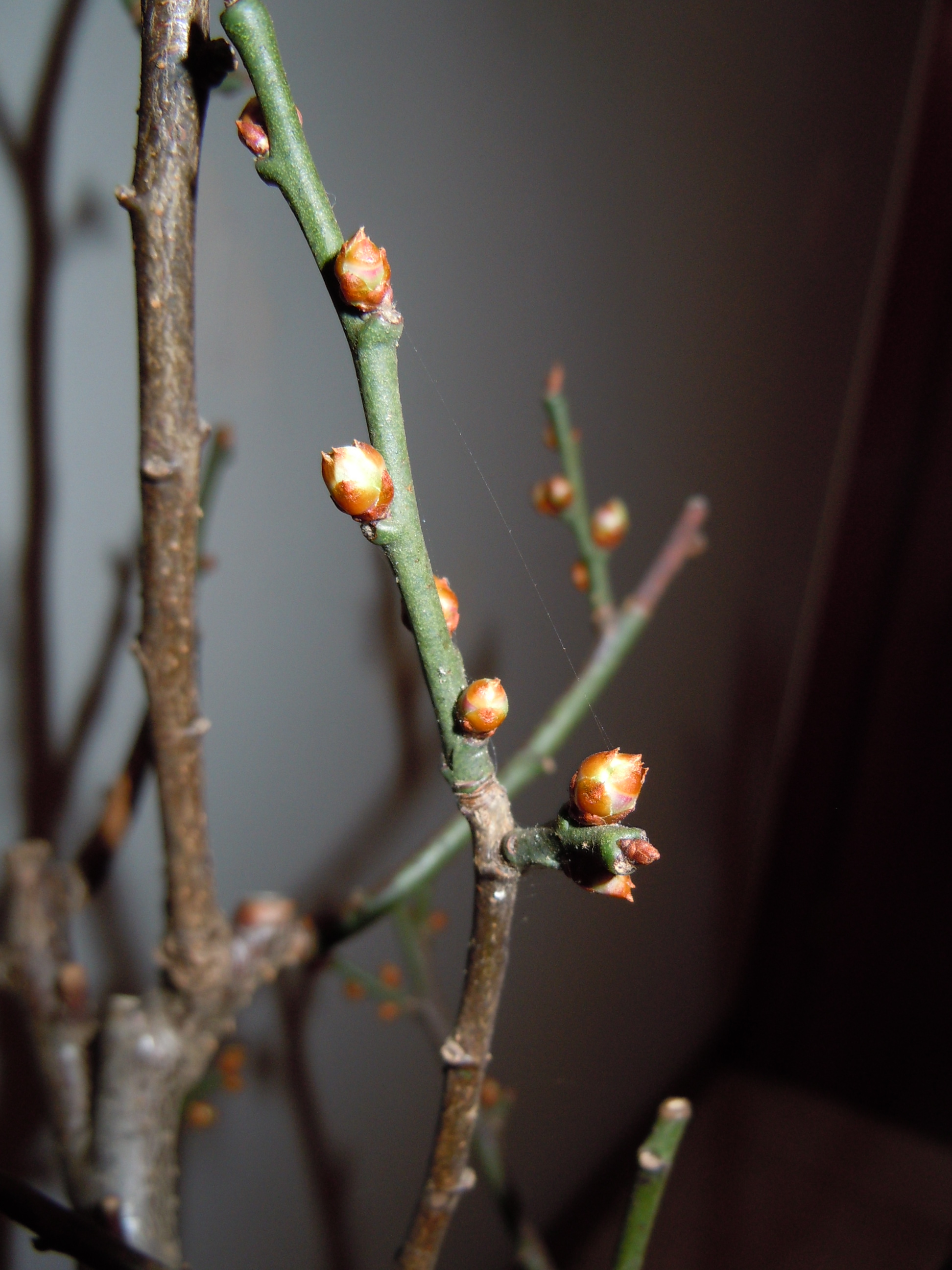Prunus%20Mume1%202013%20(4).JPG