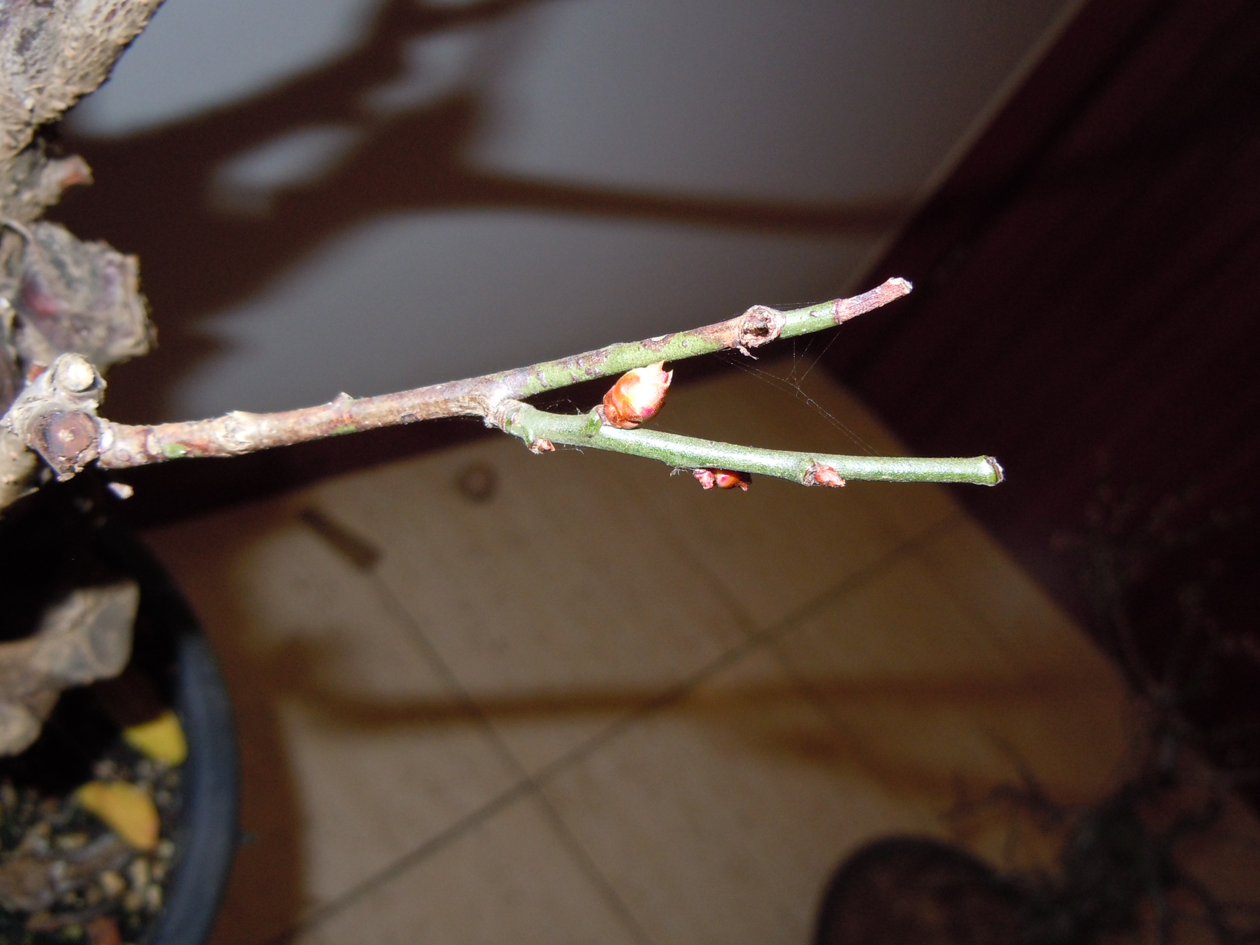 Prunus%20Mume1%202013%20(5).JPG