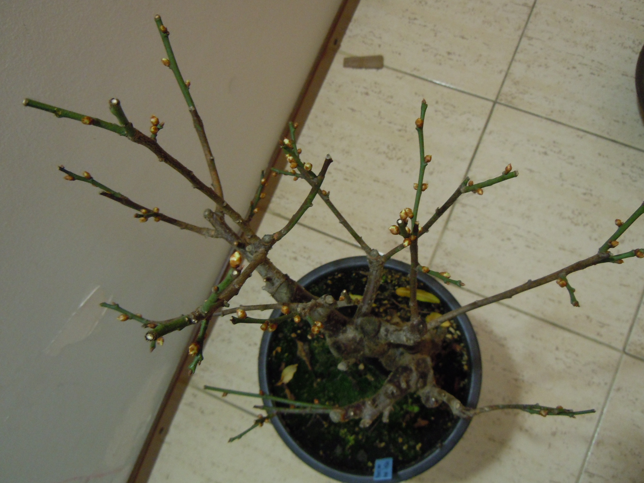Prunus%20Mume1%202013%20(6).JPG