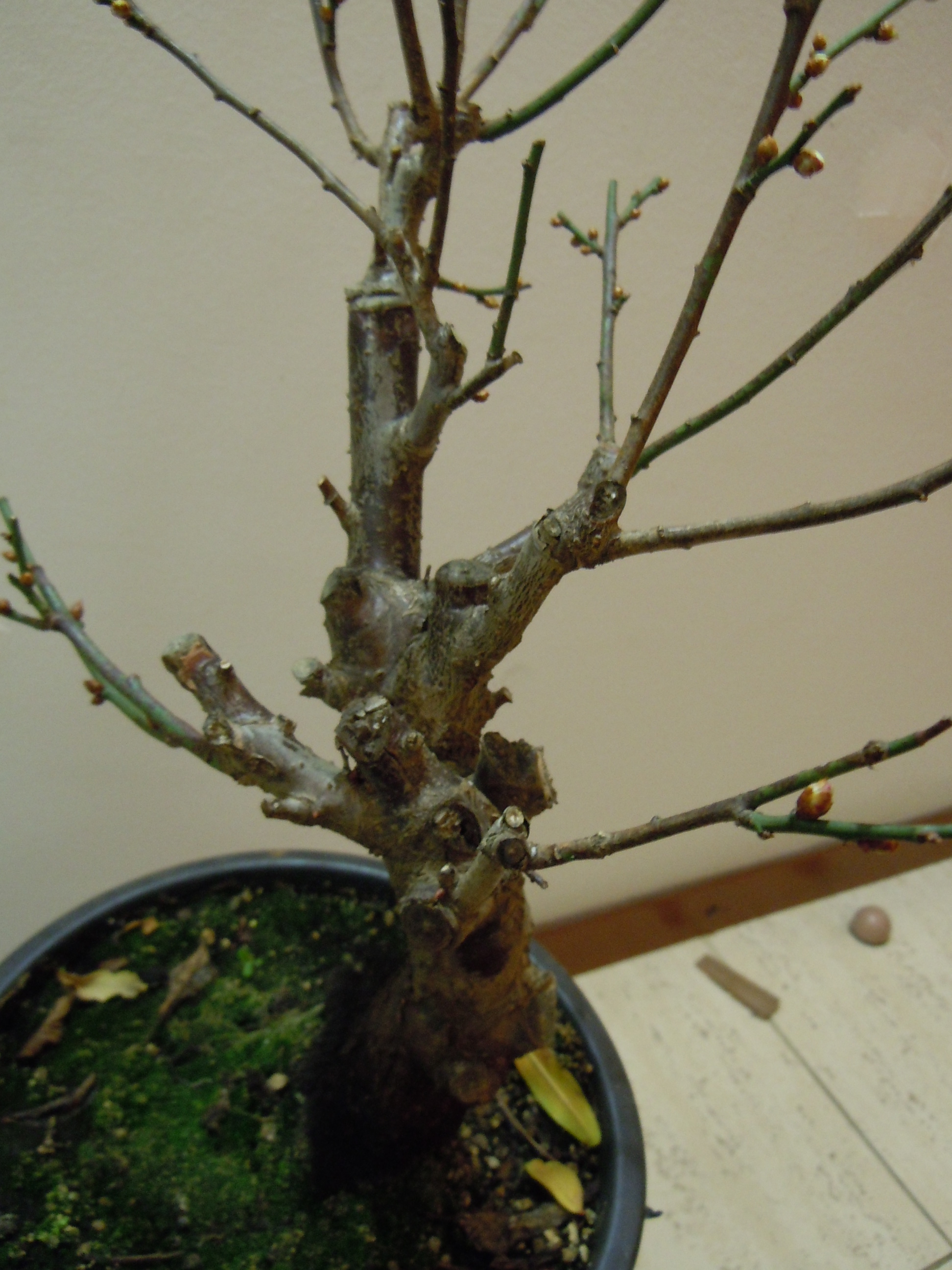 Prunus%20Mume1%202013%20(7).JPG