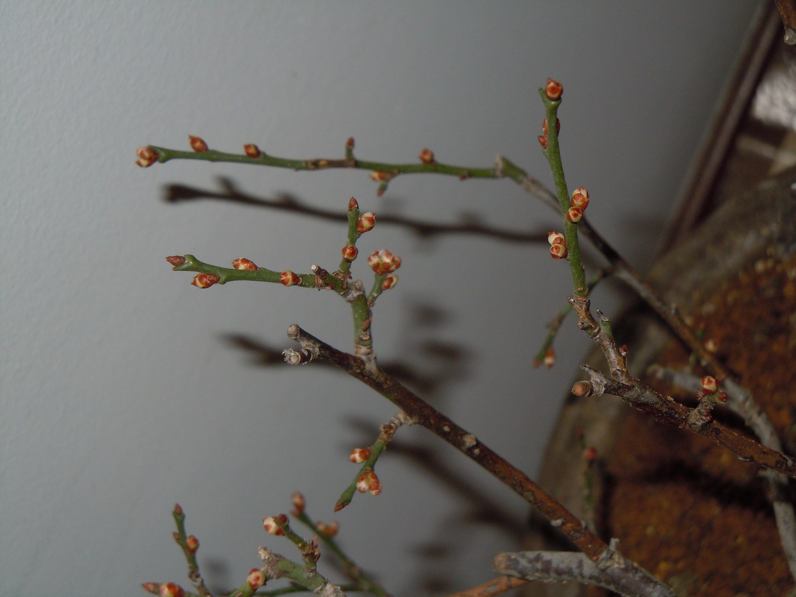 Prunus%20Mume2%202013%20(1).JPG