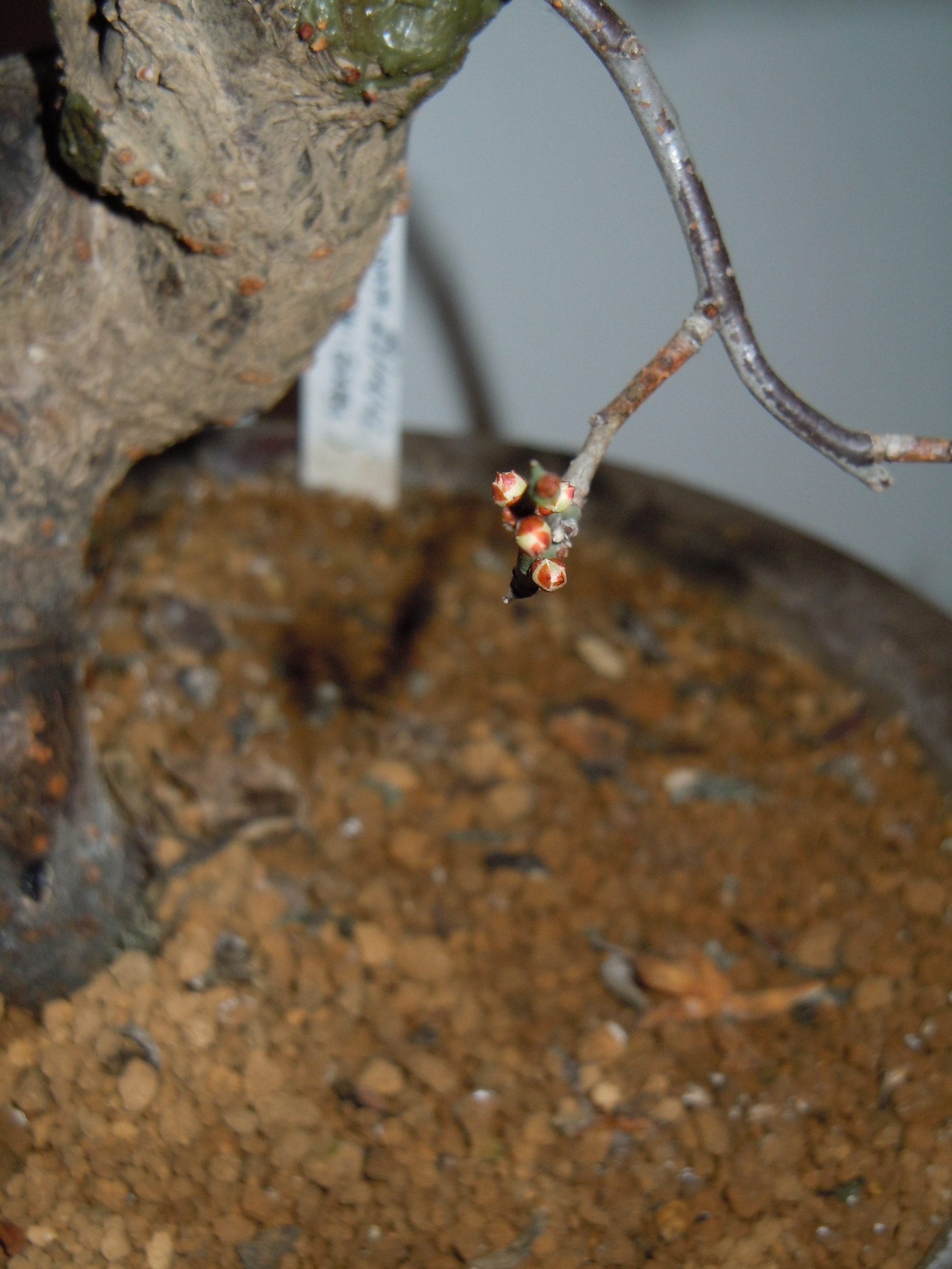 Prunus%20Mume2%202013%20(10).JPG