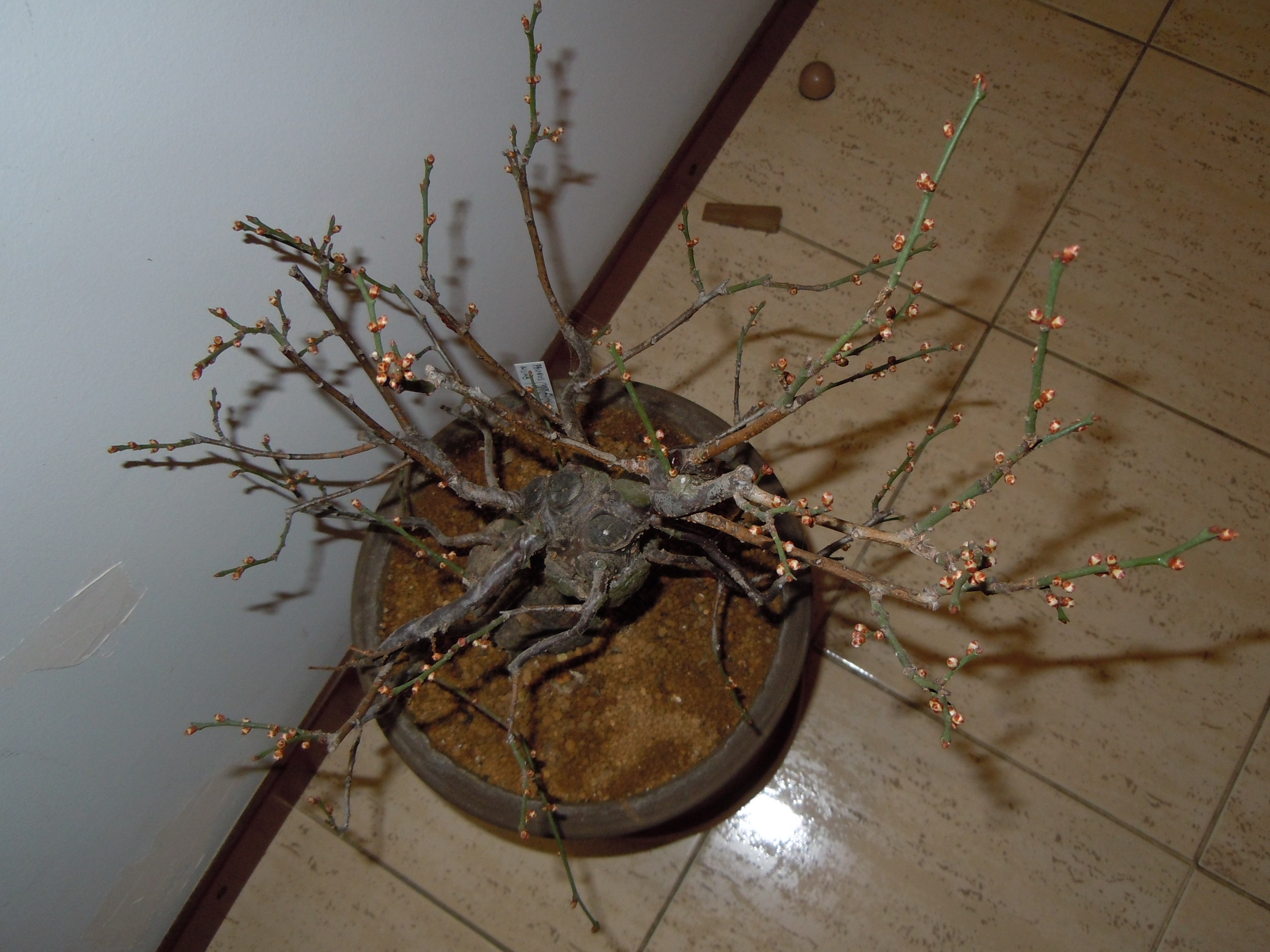 Prunus%20Mume2%202013%20(11).JPG