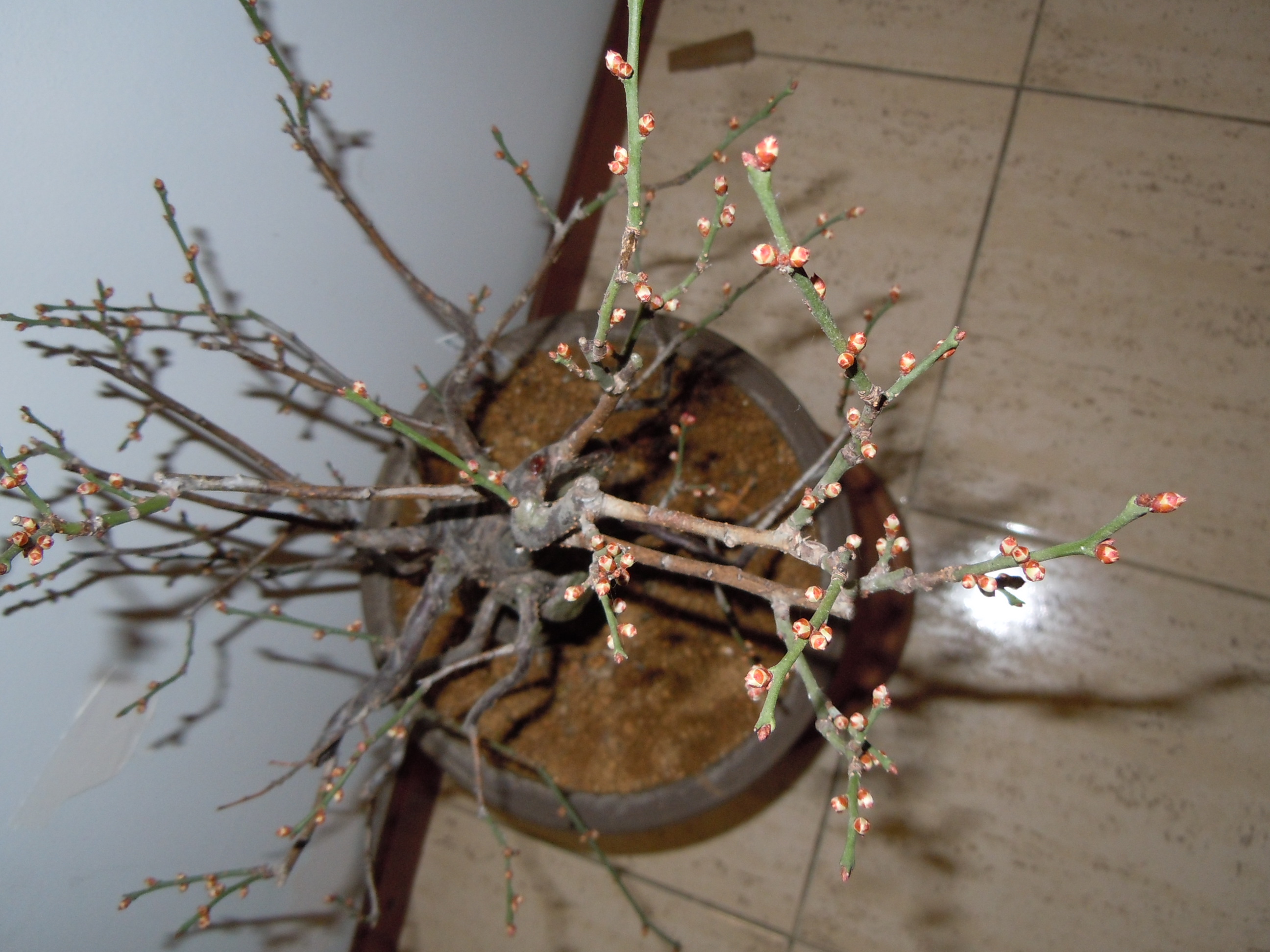 Prunus%20Mume2%202013%20(12).JPG