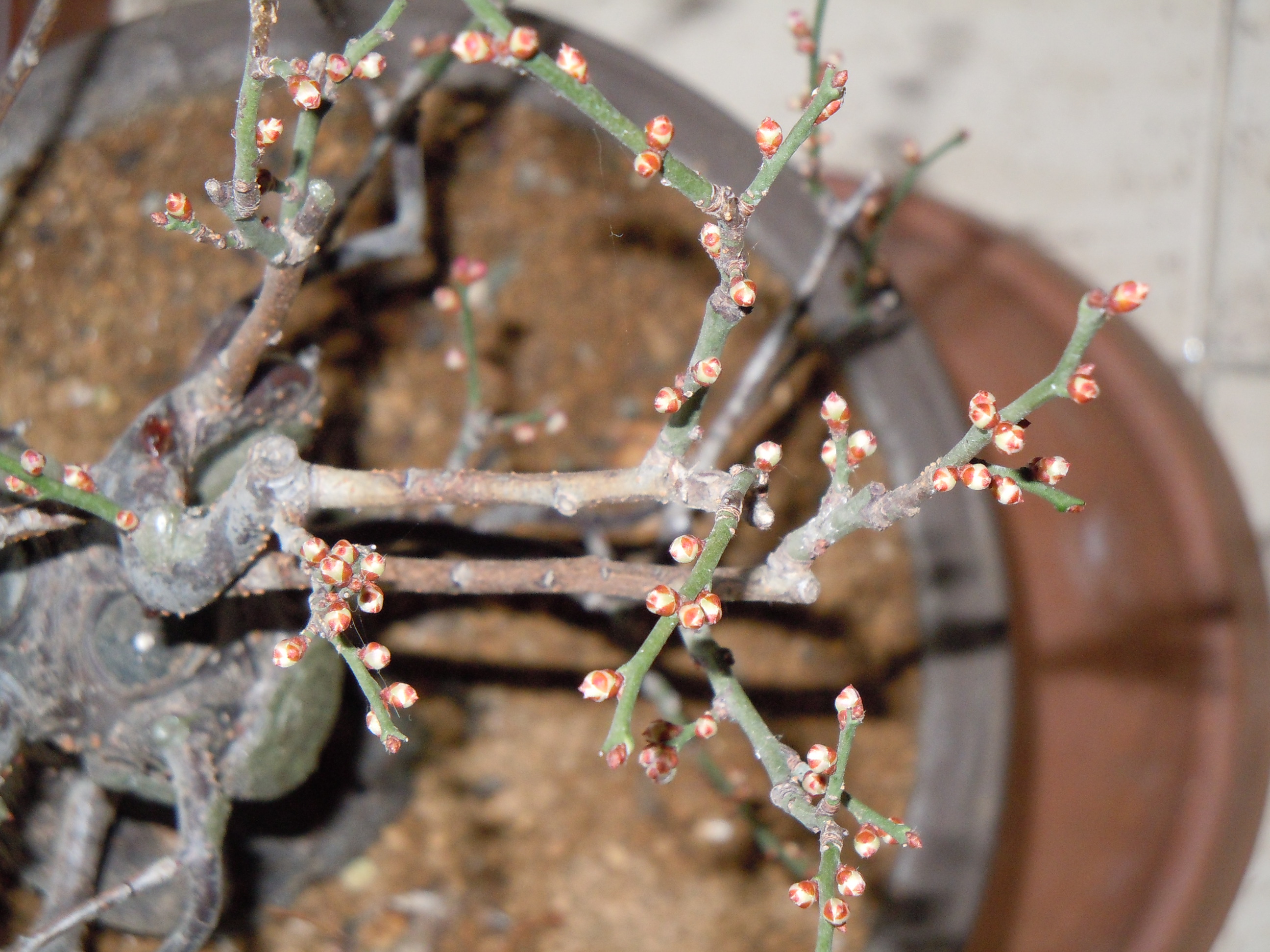 Prunus%20Mume2%202013%20(13).JPG