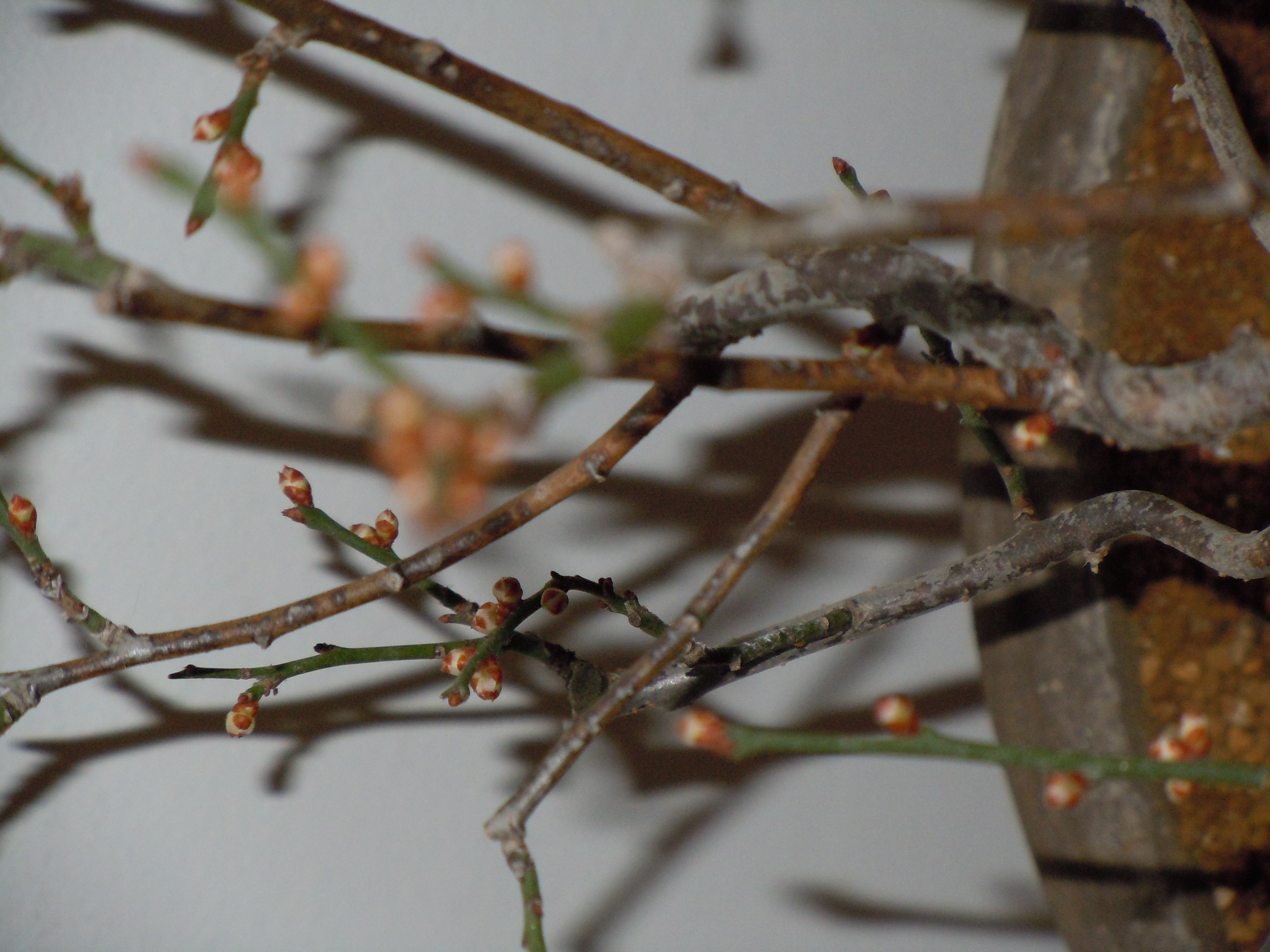 Prunus%20Mume2%202013%20(14).JPG