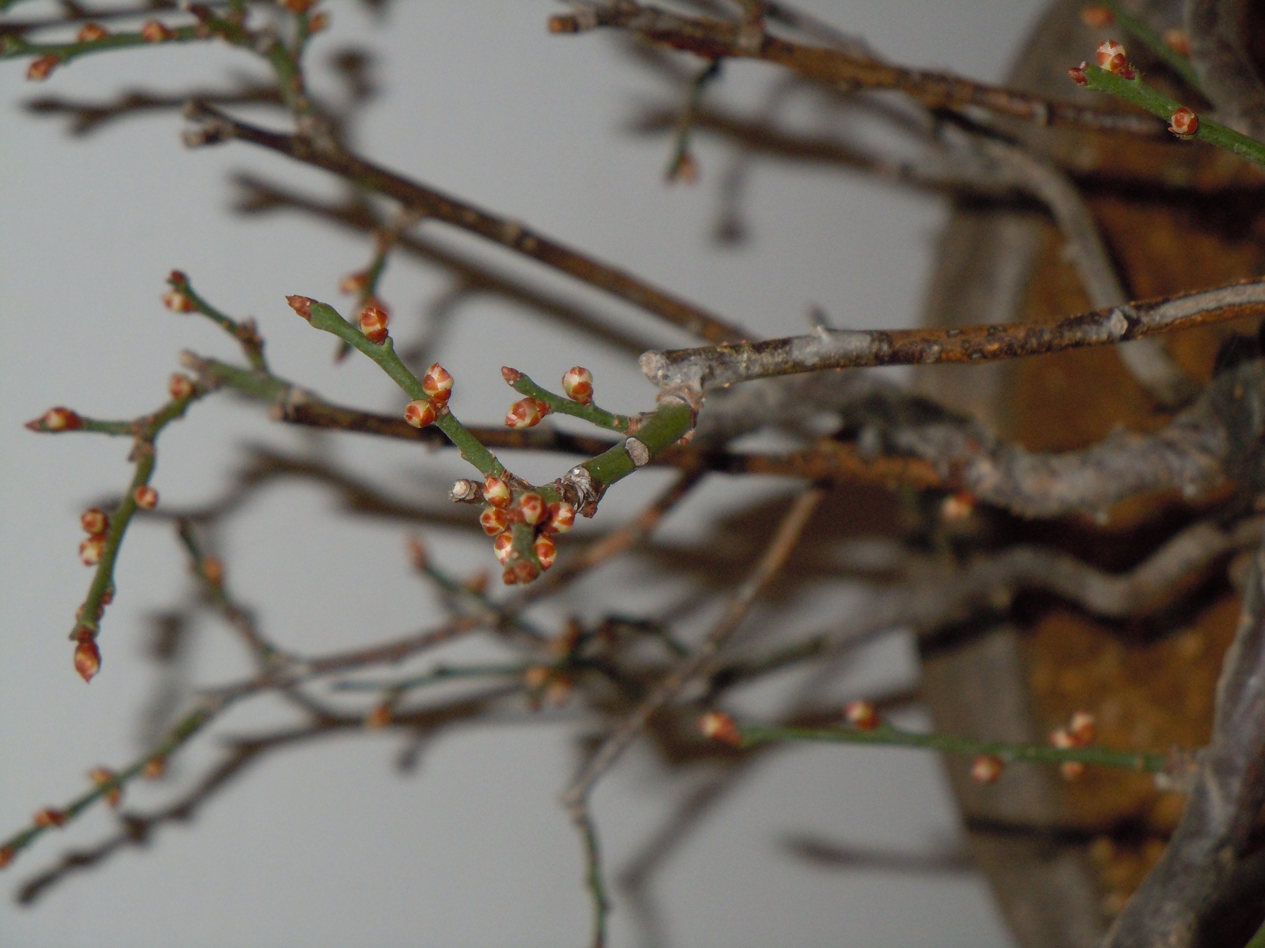 Prunus%20Mume2%202013%20(15).JPG