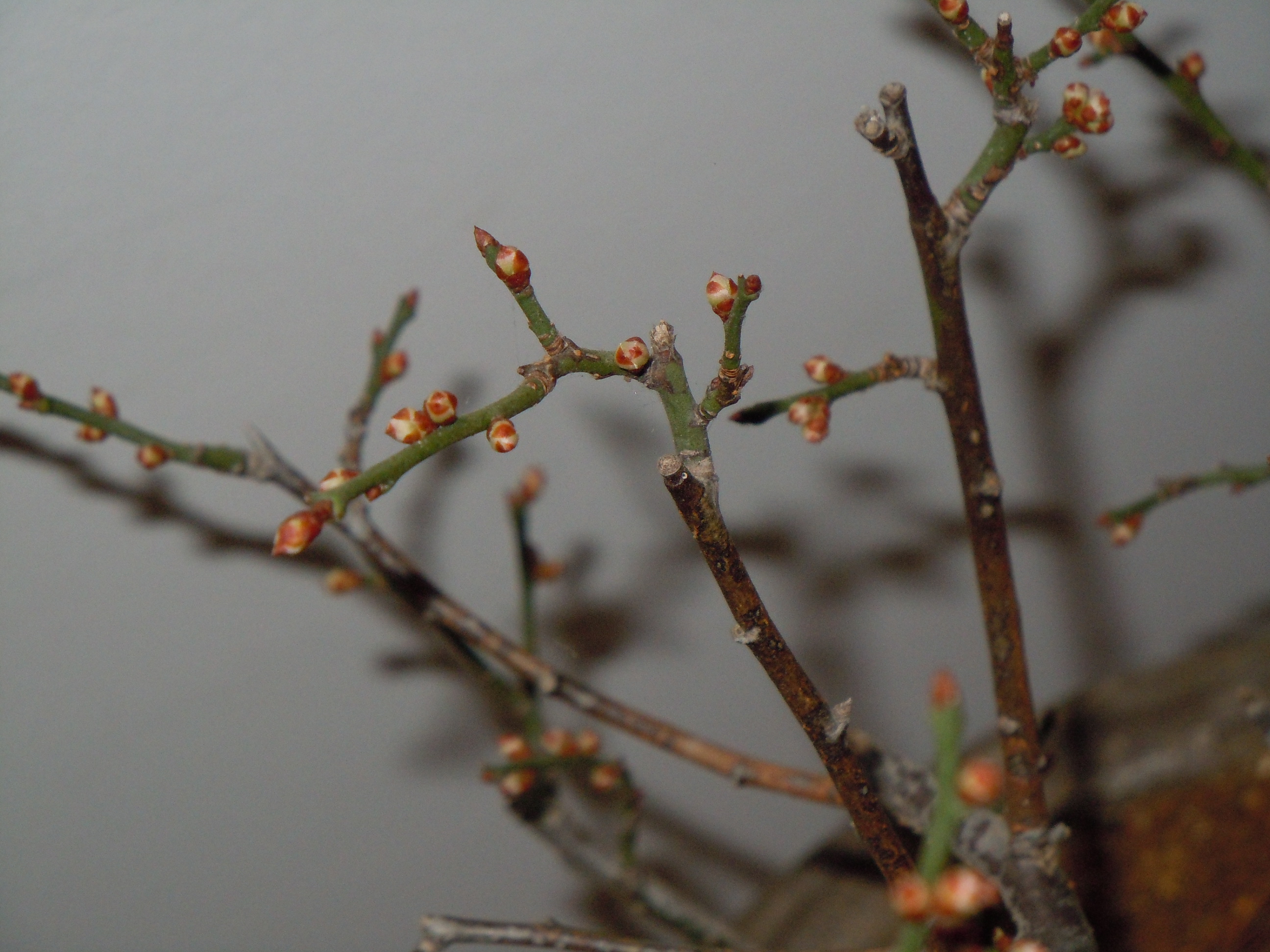 Prunus%20Mume2%202013%20(16).JPG