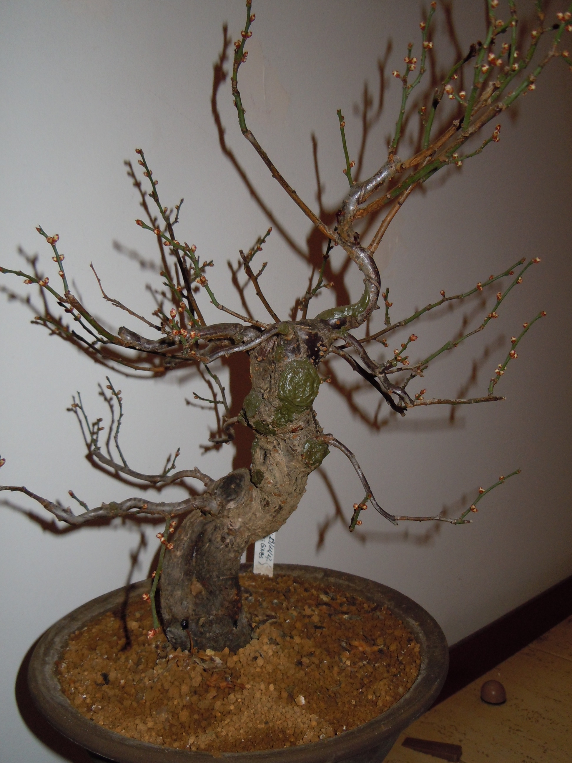 Prunus%20Mume2%202013%20(3).JPG