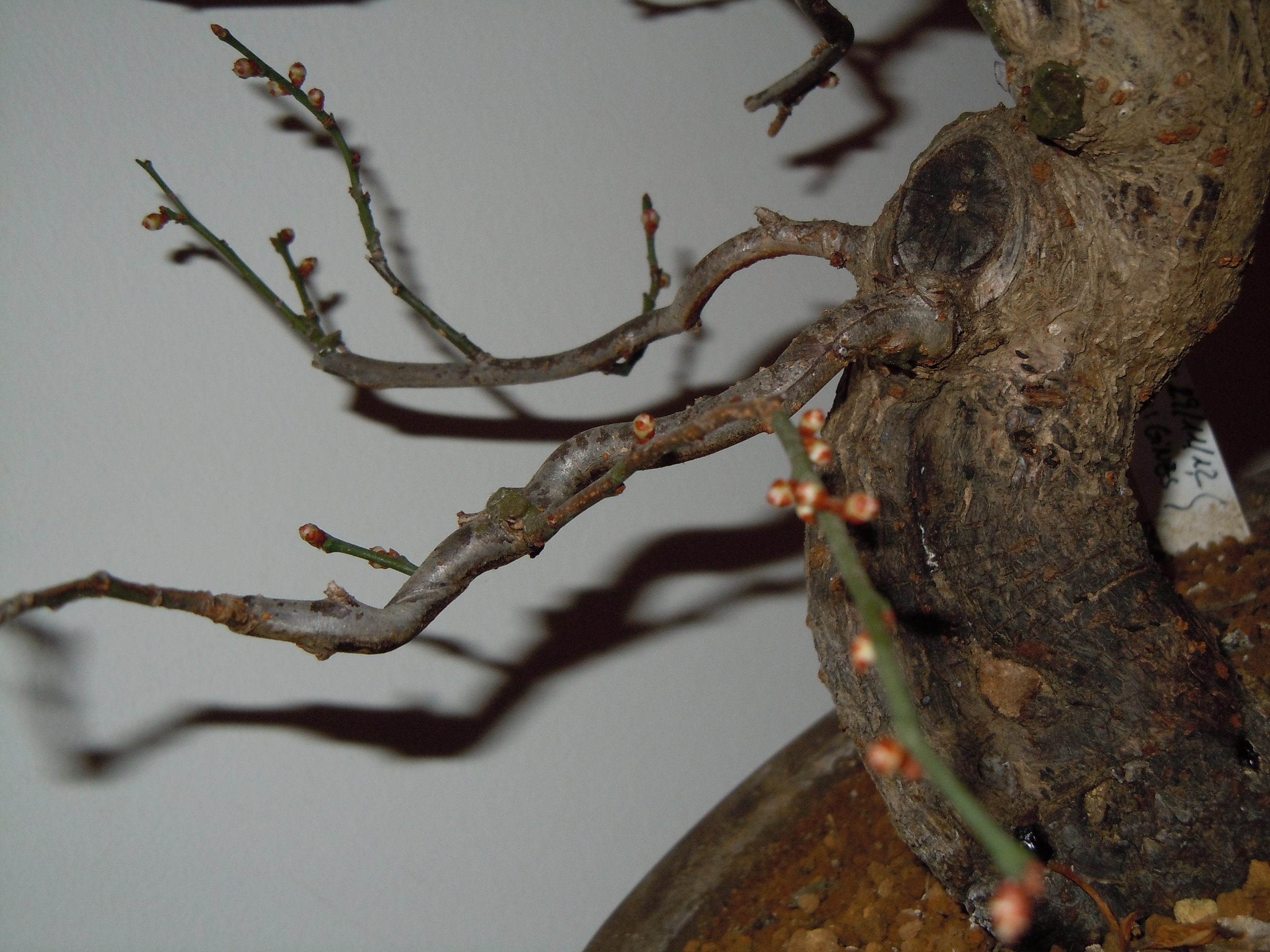 Prunus%20Mume2%202013%20(6).JPG