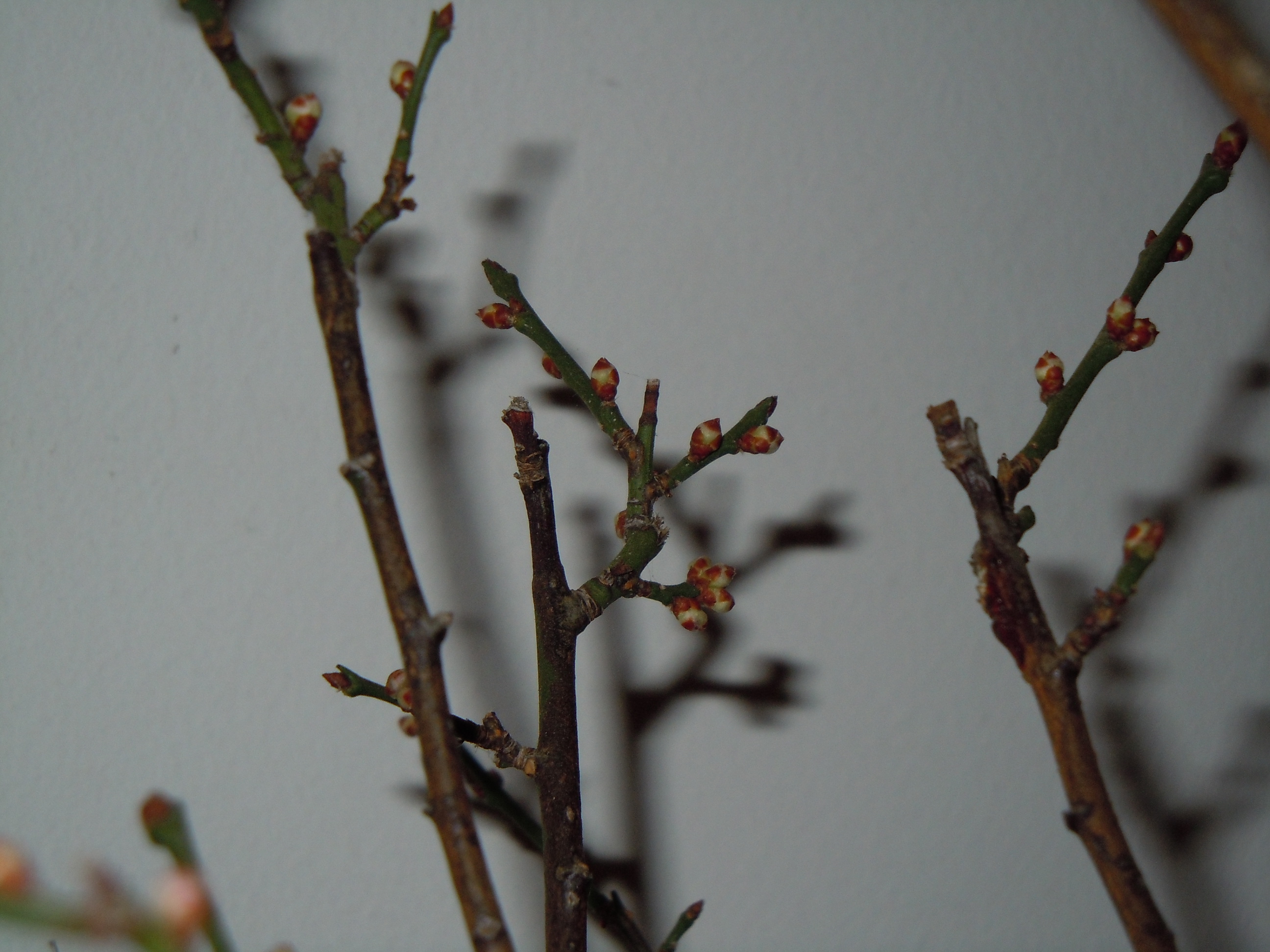 Prunus%20Mume2%202013%20(7).JPG