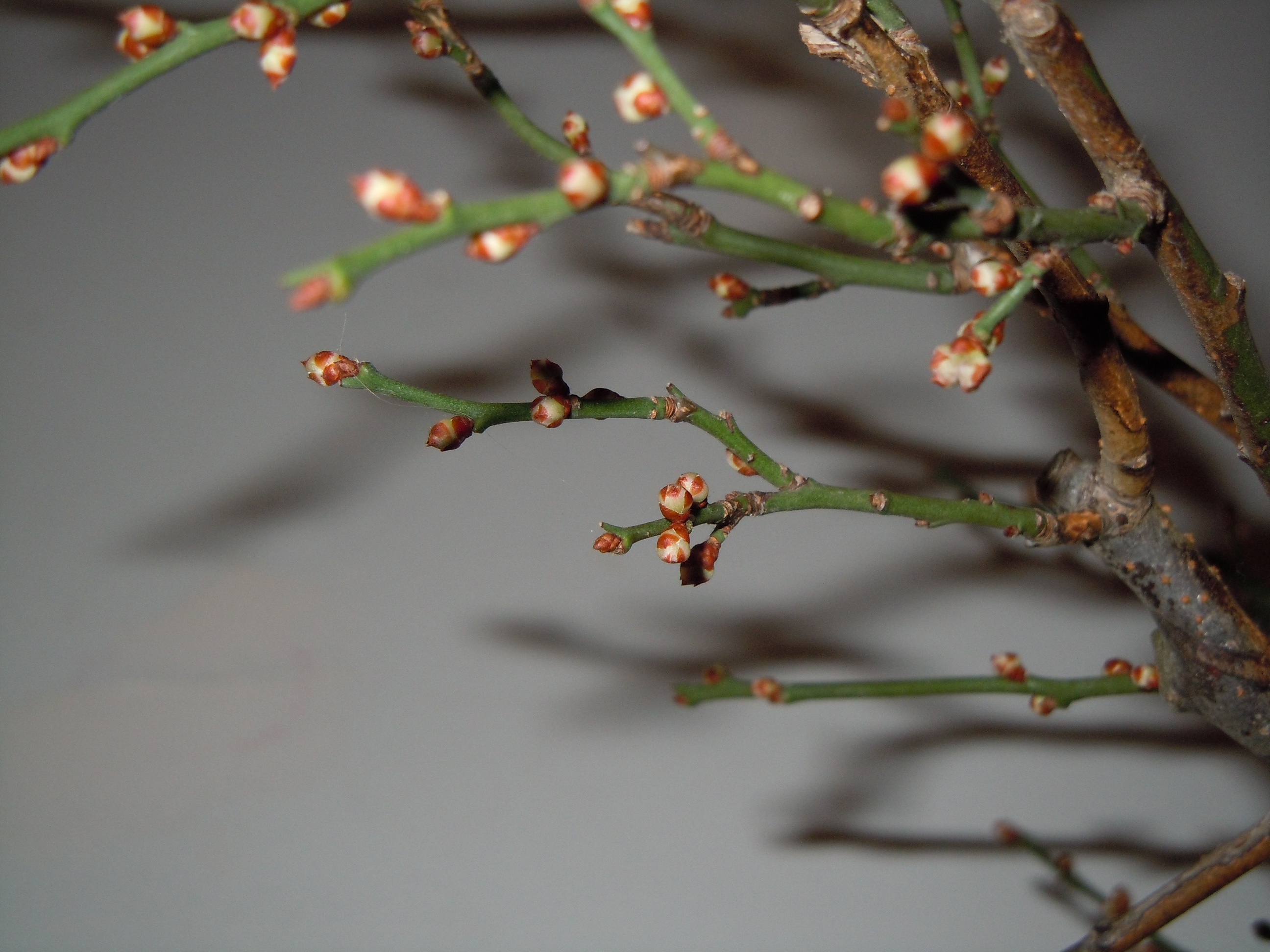 Prunus%20Mume2%202013%20(8).JPG