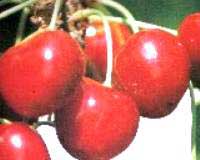 prunus-avium-cerezas.jpg