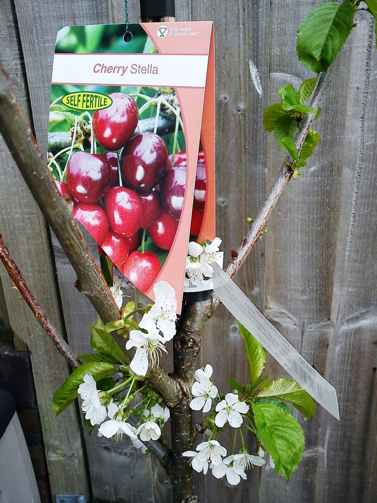 Prunus+Avium+(Cherry)+Stella++Giselle+5+(3)+10052013.JPG