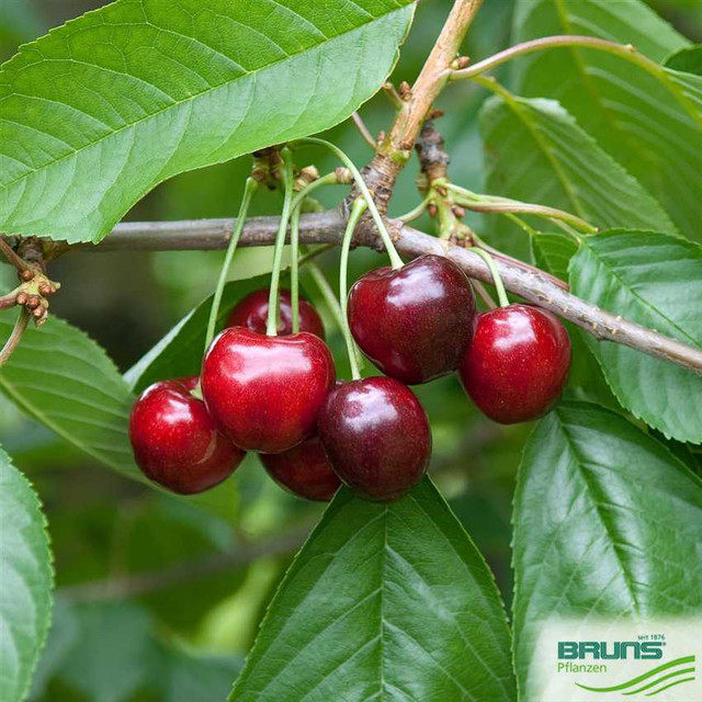 Prunus-avium-Regina-HRM-Q1-850x850-proportionalsmallest-2.jpg