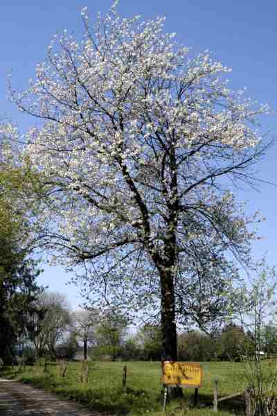 Prunus.avium2.jpg