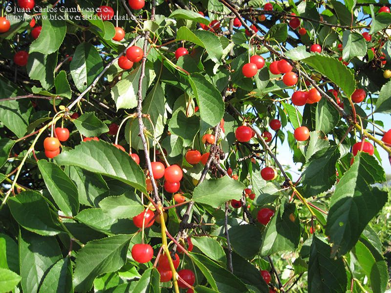 Prunus-cerasus-93795.jpg