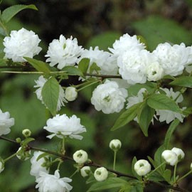 prunus-glandulosa-albaplena-LAM.jpg