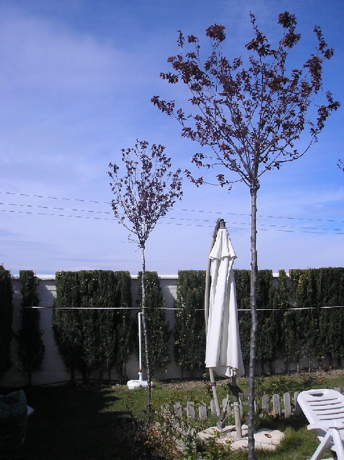 prunus infojardin 002.jpg