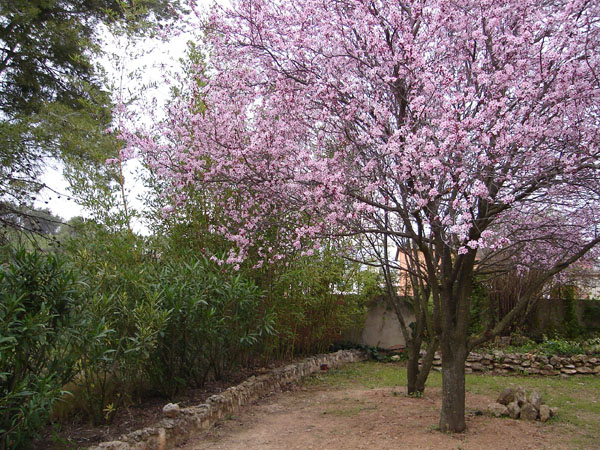 prunus.jpg