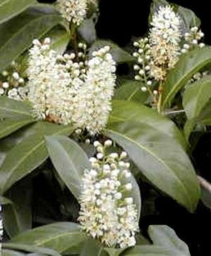 prunus-laurocerasus-otto-luyken.jpg