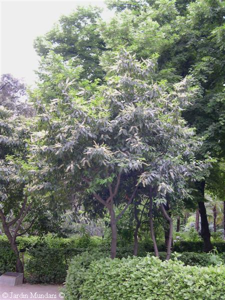 prunus-lusitanica0.jpg