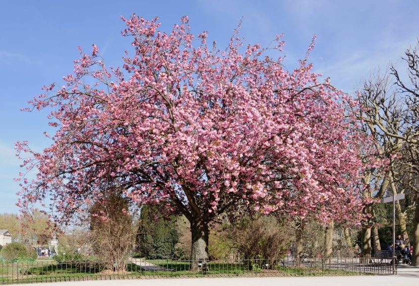 prunus-serrulata-830x567.jpg