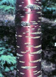 prunus-serrulata-tronco.jpg