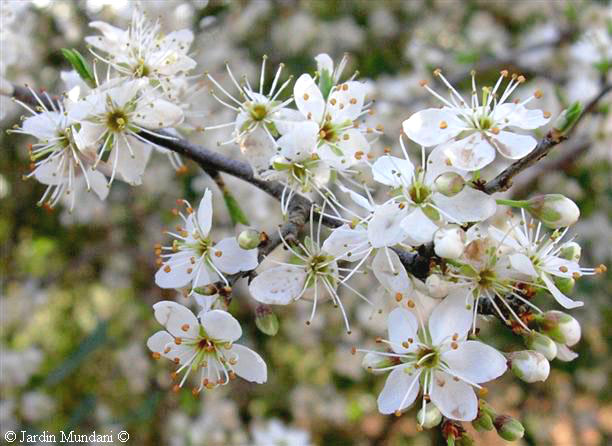 prunus-spinosa.jpg