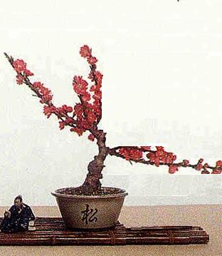Prunus_2.jpg