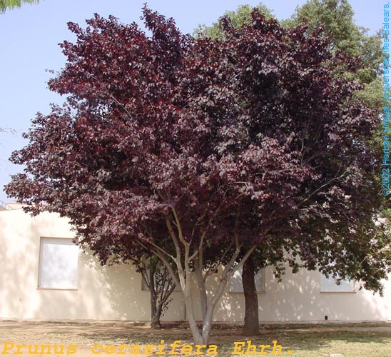 Prunus_cerasifera(gral)F_s.jpg