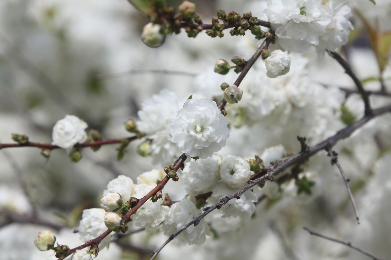 Prunus_glandulosa_for._albiplena3.JPG