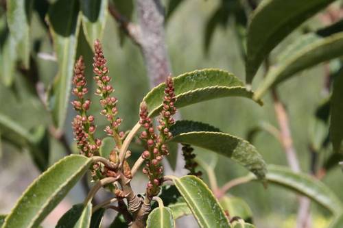 prunus_lusitanicus.JPG