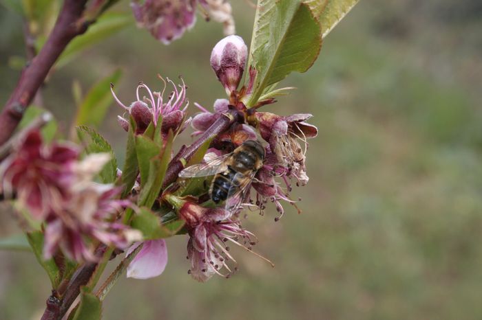 prunus_persica.JPG